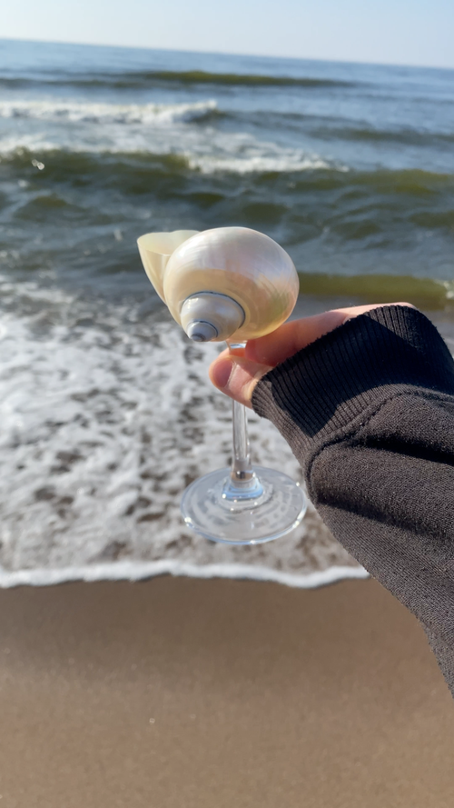 Ariel Shell Champagne Glass